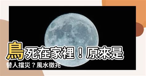 鳥死在門口|鳥死在家門口的風水徵兆 替人擋災仍需當心